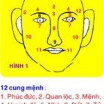 Xem tướng các cung trên mặt