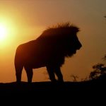 Cung hoàng đạo sư tử và tình bạn với cung khác