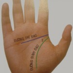 Tướng đường chỉ tay trí tuệ