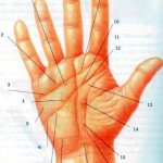 Tướng đường chỉ tay sinh lý