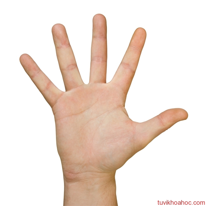 do-chung-thuy-qua-ban-tay2