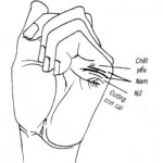 Tướng đường chỉ tay con cái