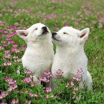 Cung song tử và bạch dương có hợp nhau không?