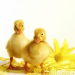 Cung hoàng đạo cự giải và nhân mã