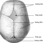 Xem tướng thóp dự đoán số mệnh một người