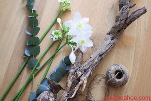 Ý nghĩa giấc mơ thấy cây cối