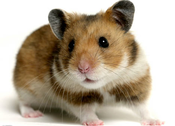 Nam 1960 la nam con gi