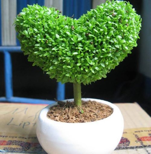 Ngoài cách đổi những cái tên thì cây cỏ, hoa lá cũng mang lại may mắn