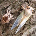 Rùa và ve sầu – Những biểu tượng mạnh mẽ trong phong thủy