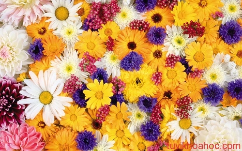 131214hinh-nen-dep-nhung-loai-6461-4277-1396889353