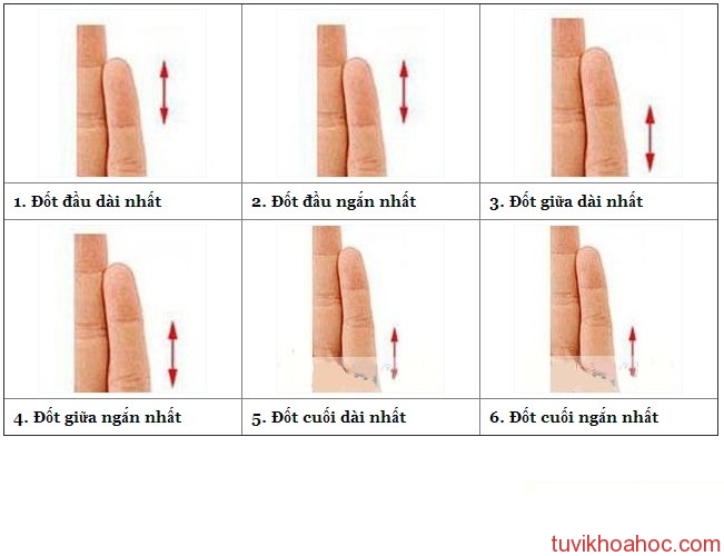 Độ dài đốt ngón tay nói lên điều gì?