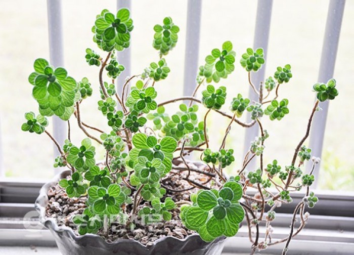 Cây Nhất mạt hương