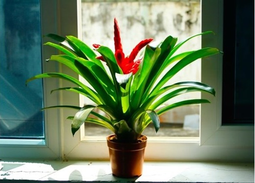 Cây Dứa cảnh nến hợp tuổi Sửu