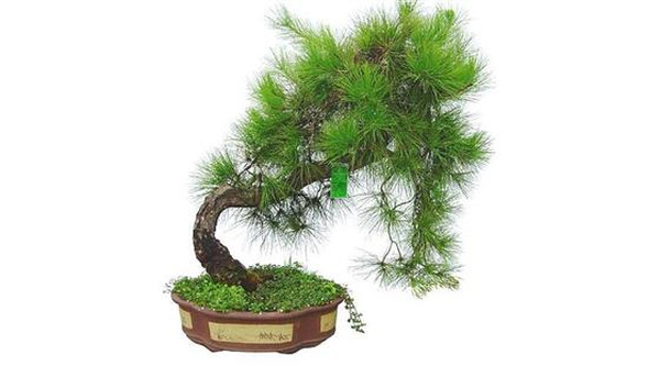 Trồng cây tùng bồng lai hợp với tuổi Thân