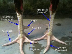 Cách xem quẻ chân gà chọi