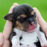 Xem nhà có chó đẻ 1 con có làm sao không, tốt hay xấu?