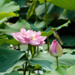 Thiền môn khẩu quyết (Phần 2)