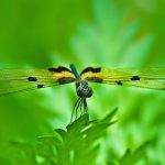 Chuồn chuồn bay vào nhà có điềm gì?