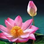 Khổ vui qua mắt kẻ mê người tỉnh