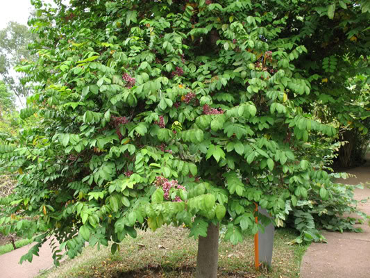 Trồng cây khế phong thủy làm cây cảnh trước nhà