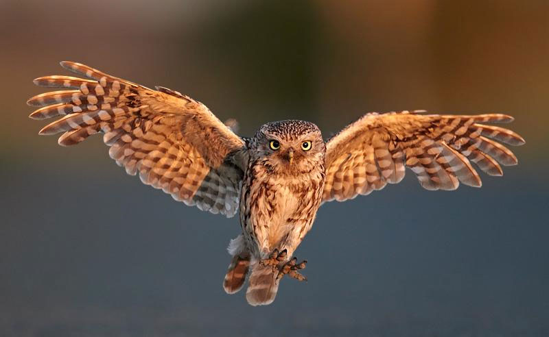 Nuôi cú mèo có tốt không?