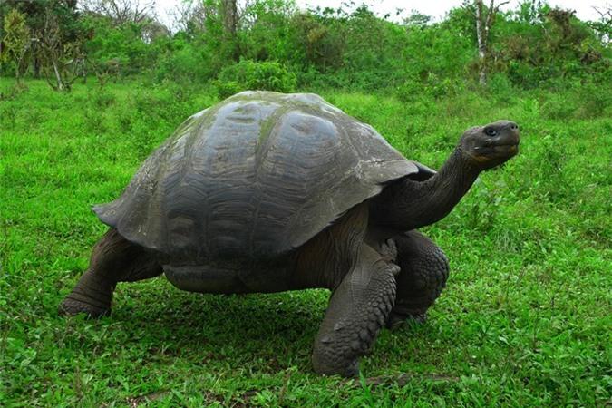 Rùa bò vào nhà đánh con gì?