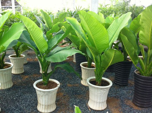 Cây đại phú gia trổ bông sẽ mang lại may mắn hơn cho gia chủ