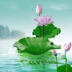 Đời sau muốn sanh về cõi nào?