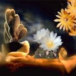 Khó dễ trong đời theo Phật giáo