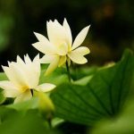 Tu là chuyển nghiệp (Phần 2)