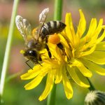 Tìm hiểu ong bay vào làm tổ trong nhà có tốt hay không?