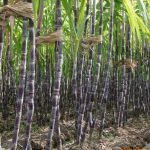 Mơ thấy cây mía là điềm gì?