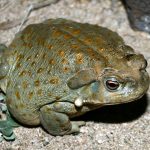 Tìm hiểu cóc nhảy vào nhà mang ý nghĩa gì?