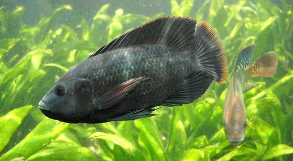 Nằm mơ thấy cá rô đánh số mấy?