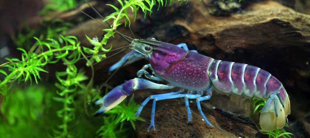 Nằm mơ thấy bắt được rất nhiều tôm cá đánh con gì?