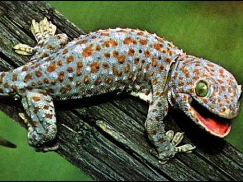 Mơ thấy con tắc kè có ý nghĩa gì? Đánh số mấy?