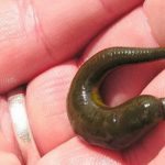 Giải mã giấc mơ bị đỉa cắn vào chân