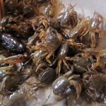 Nằm chiêm bao mơ thấy bắt được nhiều cua là điềm gì?