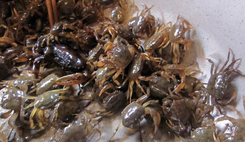 Nằm mơ thấy bắt được nhiều cua đồng đánh con gì?