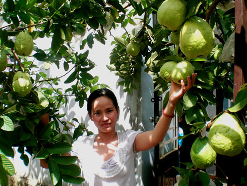 Nằm mơ thấy hái ổi