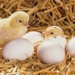 Giải mã ý nghĩa giấc mơ thấy trứng gà, trứng vịt