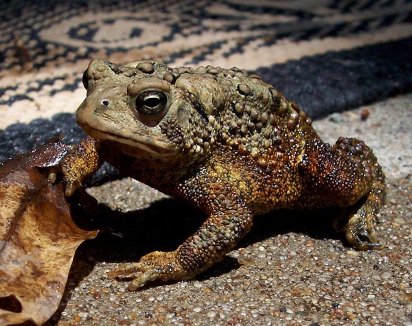 Cóc nhảy vào nhà là điềm báo gì?