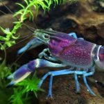 Xem nằm mơ thấy bắt được nhiều tôm tép đánh con số gì?