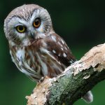 Nằm mơ thấy chim cú mèo, chim lợn là có điềm gì?