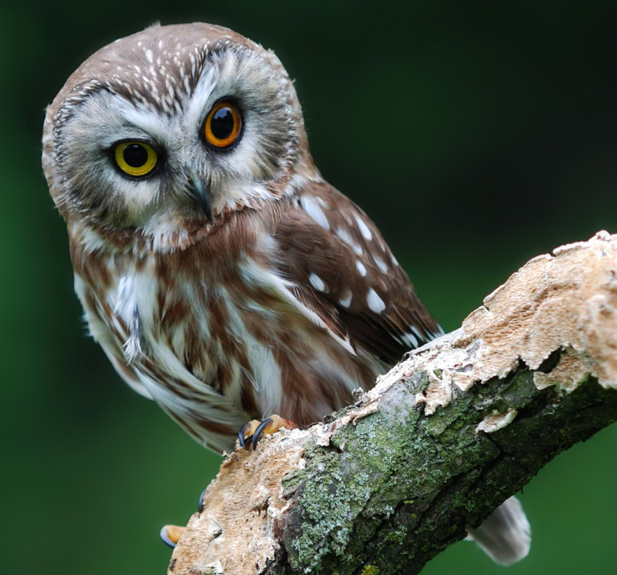 Nằm mơ thấy chim lợn, cú mèo có điềm báo gì về sau?