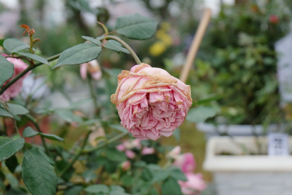 Mơ thấy hoa héo