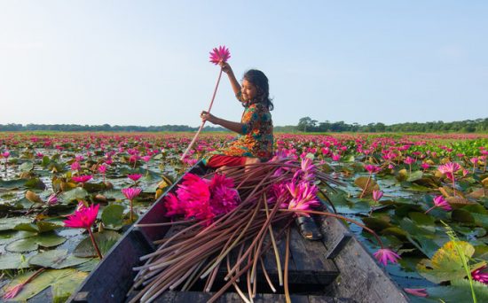 Mơ thấy hái hoa