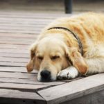 Nằm mơ thấy chó trắng, chó đen là điềm gì ?