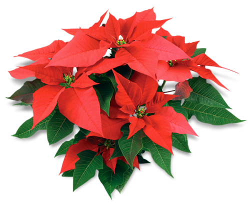 Màu sắc của hoa này có ý nghĩa mang đến vận may cho gia chủ vào đầu năm mới.