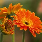 Những cây nên trồng trước cửa nhà để mang lại tiền tài cho gia chủ